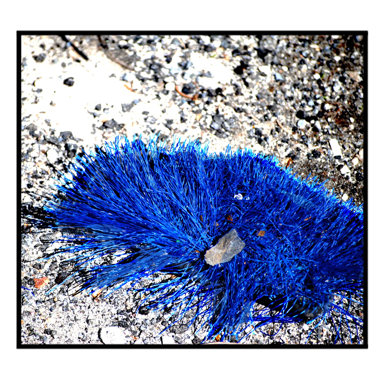 Blue Fuzz