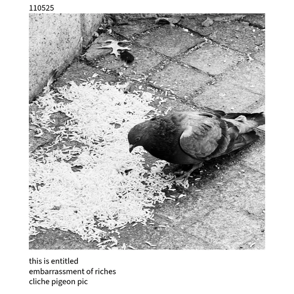 The Cuckoo Haiku — November 5, 2025