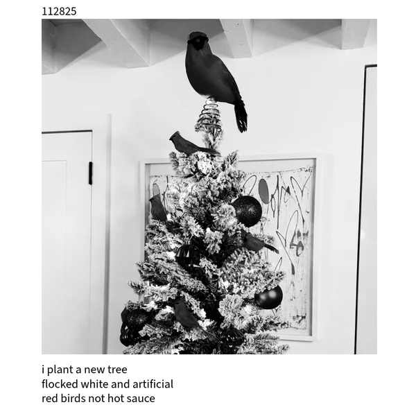 The Cuckoo Haiku — November 28, 2025