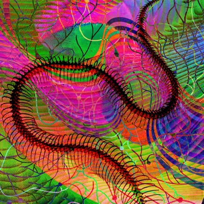 Sinuous digital collage